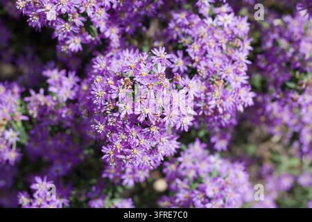Full frame image of small pretty pale purple flowers showing stamens. Stock Photo