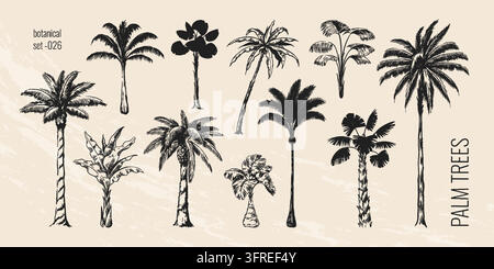 Vintage palm tree. Hand drawn tropic sketch style, black and white coconut plant leaf. Summer jungle beach. Vacation travel resort monochrome botanical isolated vector engraving set for nature design Stock Vector