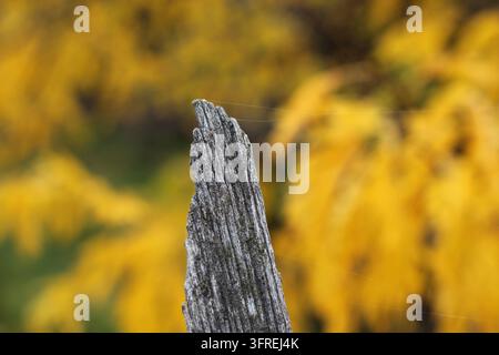Rustic weathered wood texture on golden autumn background. Stock Photo