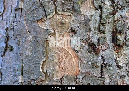 Close up view on very detailed tree bark texture in high resolution Stock Photo