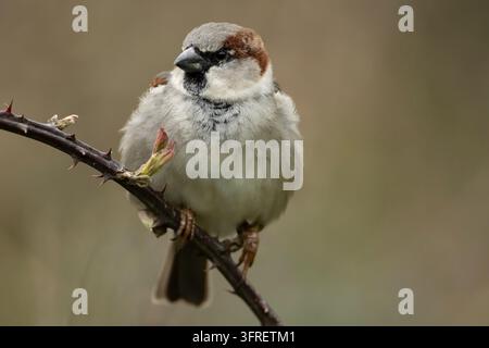 House sparrow (Passer domesticus) adult garden male bird on a bramble branch, England, United Kingdom Stock Photo