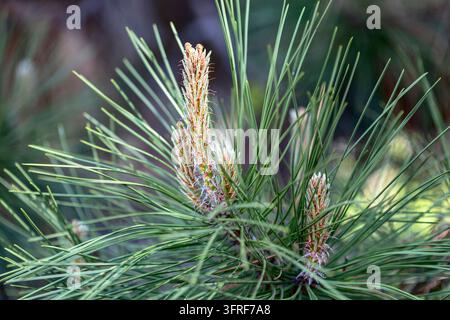Young shoots of pine possibly black pine (Pinus Nigra). Green shoots on branches in spring garden. Copy space. Selective focus Stock Photo