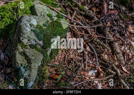 Detailed view of an old stone, heavily weathered and partly covered with moss and lichens, on the forest floor near Sankt Englmar in Lower Bavaria. Su Stock Photo