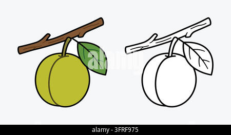 Fresh green plum hanging on wooden branch with leaves illustration Stock Vector