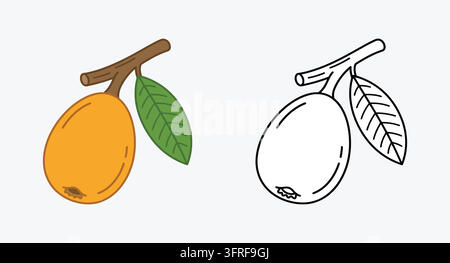 Whole loquat fruit on a branch with leaves in color and line art Stock Vector