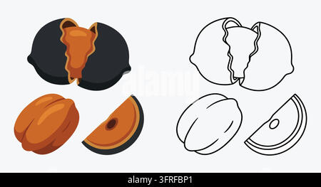Set of fresh mangosteen fruit cross sections with color and line art Stock Vector