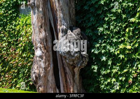 A close-up view of the trunk of an old tree, standing in front of a large wall covered in green ivy and featuring natural knots and hollows. Stock Photo