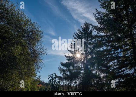Sonnenstrahlen durch Nadelbaum Strahlender Sonnenschein und blauer Himmel im Herbst 05.10.26, Eisenbach: Symbolfoto, Illustrationsbild, Symbolbild, Illustrationsfoto, Alltagsszene Die Sonne scheint durch die Äste einer hohen Fichte und erzeugt einen markanten sternförmigen Strahleneffekt. Der Nadelbaum hebt sich als dunkle Silhouette vor einem blauen Himmel mit feinen Schleierwolken ab. Weitere Laub- und Nadelbäume rahmen die herbstliche Naturszene ein. Die Aufnahme zeigt ein atmosphärisches Zusammenspiel von Sonnenlicht, Bäumen und Wolken an einem sonnigen Herbsttag. Eisenbach Hessen Deutschl Stock Photo