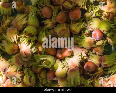 Fresh hazelnuts still in their green husks. Close-up view of nuts in clusters. Earthy tones and natural textures. Harvest scene with organic produce Stock Photo
