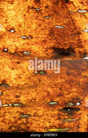 Bark of a dead birch tree, backlit by the sun Stock Photo