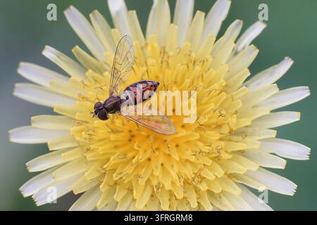 Macro Close Up of Colorful Hoverfly Feeding on Yellow Wildflower Stock Photo