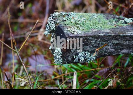 Close Up of Moss and Lichen Growing on Weathered Fallen Timber in Forest Stock Photo