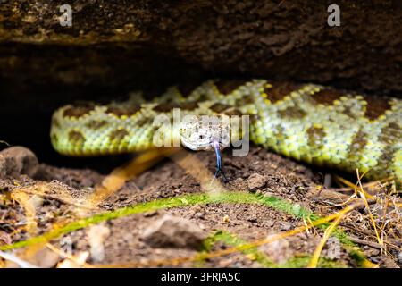 A close-up view of a Northern Pacific Rattlesnake emerging from under a rock ledge in Yosemite National Park, California Stock Photo