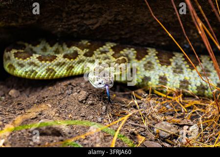 A close-up view of a Northern Pacific Rattlesnake emerging from under a rock ledge in Yosemite National Park, California Stock Photo