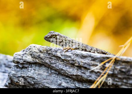 A detailed macro shot of a Western Fence Lizard resting on a piece of weathered grey wood against a soft, colorful background in Yosemite National Par Stock Photo