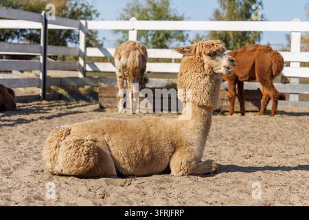 A cream colored alpaca rests peacefully on sandy ground while other camelids stand near the fence behind it. Stock Photo
