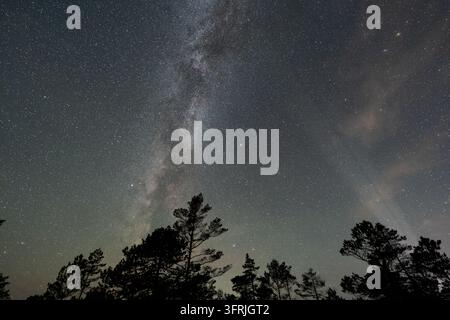 Milky Way galaxy arc above pine tree silhouettes in Estonia with flashlight beam glow in starry night sky landscape astrophotography. Stock Photo