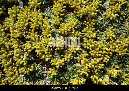 Dense cushion of Azorella trifurcata with small yellow flowers blooming in Patagonia, Argentina. High angle full frame texture of native Yareta alpine Stock Photo