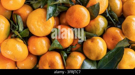 Close-up overhead view of ripe mandarin oranges surrounded by natural green leaves. Detailed citrus peel texture, bright orange and yellow tones, fres Stock Photo