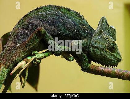 Veiled Chameleon (Chamaeleo calyptratus) perched on a branch, close-up profile portrait of a green exotic reptile with a high casque, yellow backgroun Stock Photo
