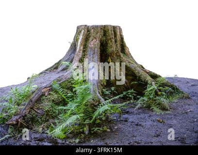 Isolated Weathered Tree Stump Covered In Moss And Green Ferns Over White Background Stock Photo