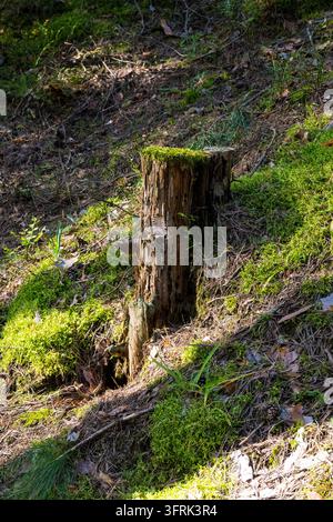 A vertical closeup of an old rotten tree stump with a dark hollow den at the base, covered with green moss and surrounded by pine needles. The Stock Photo