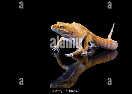 Yellow leopard gecko with a perfect reflection on black Stock Photo