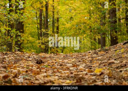 Scenic low-angle view of a forest path covered with dry autumn leaves, surrounded by trees with vibrant yellow and green foliage during fall Stock Photo