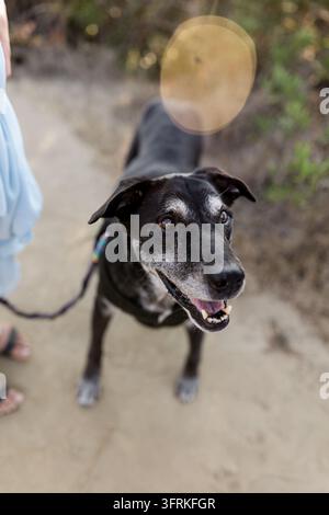 Happy senior black dog looking up on a walk Stock Photo