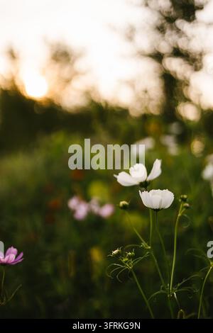 White cosmos flowers blooming in a field at sunset Stock Photo