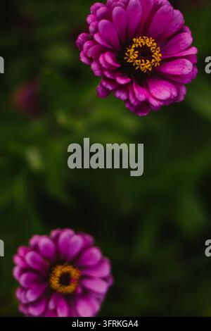 Moody close up of two magenta zinnia flowers Stock Photo