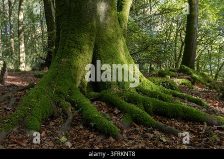 Massive moss-covered tree trunk and sprawling exposed roots across the woodland floor in the Wye Valley near Tintern, Monmouthshire, Wales, surrounded Stock Photo