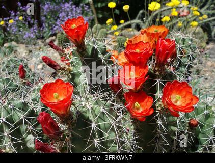 Vibrant claret cup cactus (Echinocereus triglochidiatus) in full bloom with bright red flowers under sunlight in Tucson, Arizona desert Stock Photo