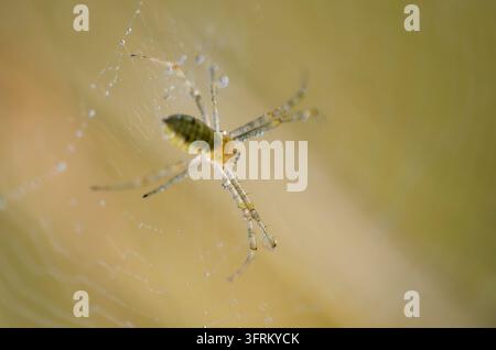 Spider web holds dew drops in early morning light. Stock Photo