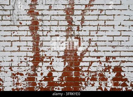 White painted red clay brick wall with red vine silhouettes, peeling paint revealing brick faces, deteriorating mortar, dead vines and seeds Stock Photo
