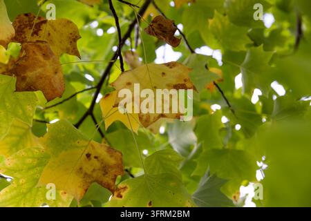 Yellowing tulip poplar leaves filling frame, dense autumn foliage surface forming full texture for backdrop Stock Photo