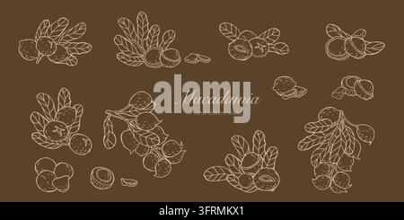 Set of macadamia nuts in vintage engraving sketch style. Hand drawn vector illustration on brown background, with whole, peeled and halved nuts, leaves and branches for packaging and textile. Stock Vector