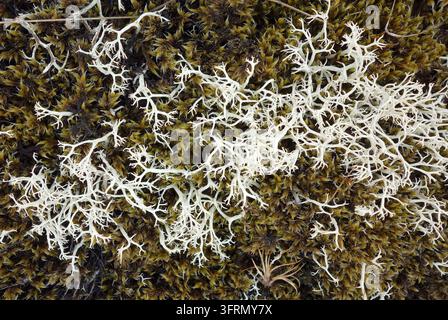 Close-up of white reindeer lichen (Cladonia rangiferina) growing on green moss on volcanic ground in Iceland tundra Stock Photo
