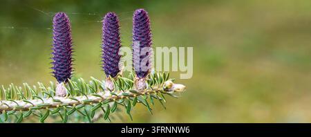 Three young purple spruce (abies species) cones growing on branch with fir, closeup detail Stock Photo