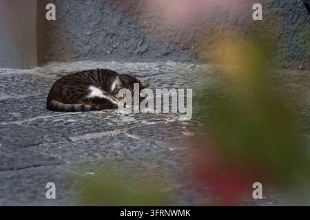 A tabby cat sleeps curled up on a stone street in Italian Town Stock Photo
