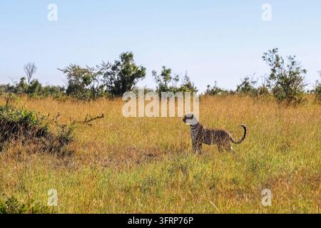 Wild leopard walking gracefully across the savannah under the bright sun in Kenya, showcasing the beauty of African wildlife Stock Photo