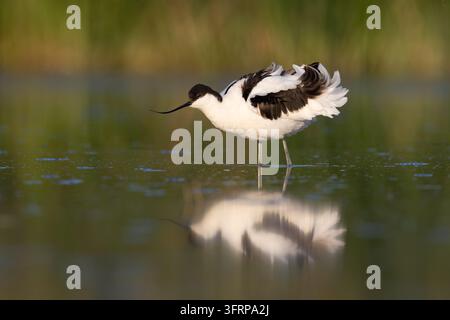 Pied avocet (Recurvirostra avosetta) shaking its plumage to remove excess water after bathing,Campania,Italy Stock Photo