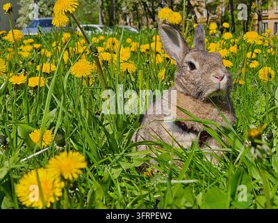 Rabbit is sitting in a field of yellow flowers. The rabbit is brown and white. The flowers are yellow and scattered throughout the field Stock Photo