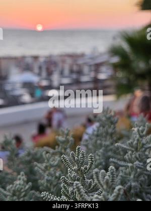 Group of people are standing in front of a large bush. The bush is full of green leaves and is located near the ocean at amphitheater beach Stock Photo