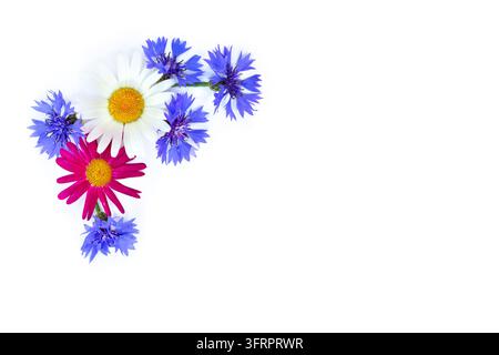 Top view flat lay of white daisies, Pyrethrum roseum, and blue cornflowers arranged in a half frame shape on a white background with copy space for te Stock Photo