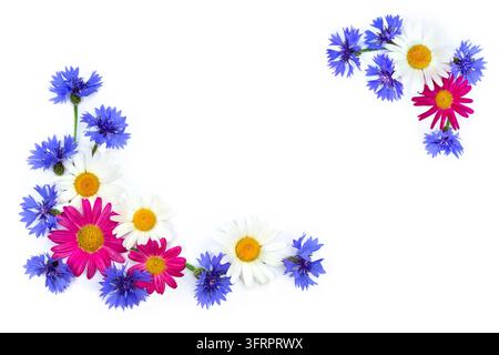 Top view flat lay of white daisies, Pyrethrum roseum, and blue cornflowers arranged in a half frame shape on a white background with copy space for te Stock Photo