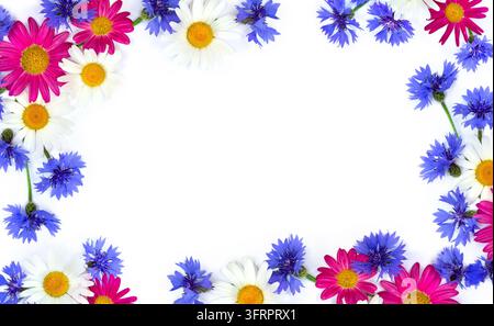 Top view flat lay of white daisies, Pyrethrum roseum, and blue cornflowers arranged in a half frame shape on a white background with copy space for te Stock Photo