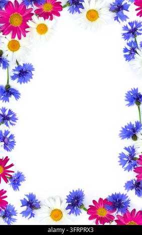 Top view flat lay of white daisies, Pyrethrum roseum, and blue cornflowers arranged in a half frame shape on a white background with copy space for te Stock Photo