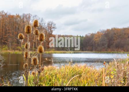 Close-up of a dry wild teasel (Dipsacus) seed heads standing on the shore of a quiet pond. Blurred reeds, colorful autumn forest, and low dramatic ove Stock Photo