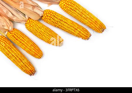 Ripe dried corn cobs with textured yellow kernels and organic dry leaves arranged on a clean white background. High-quality flat lay photography with Stock Photo